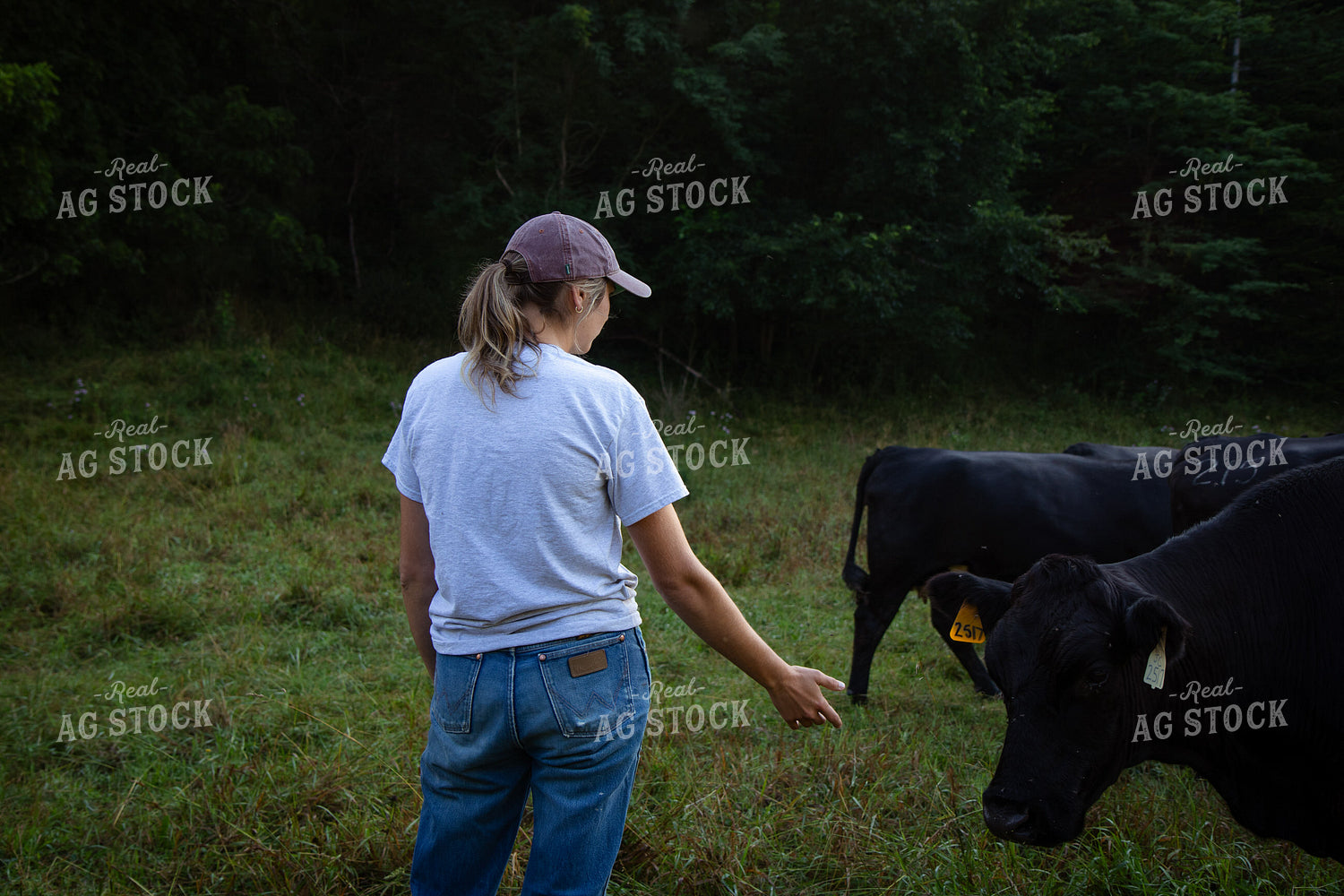 Cattle Producer Checking Herd on Pasture 268405