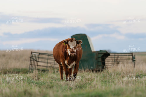 Cattle on Pasture 68336