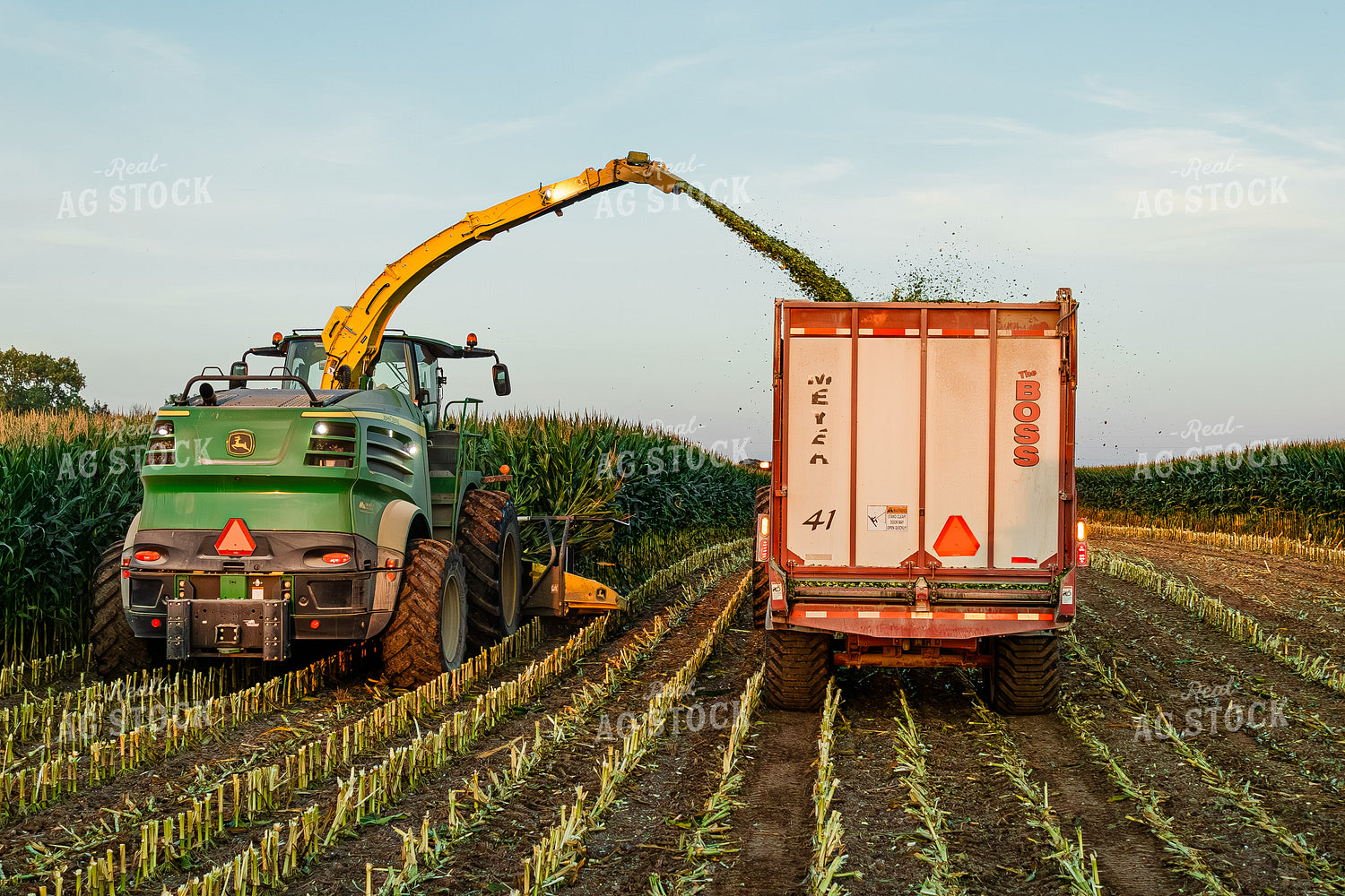 Corn Silage Harvest 272062