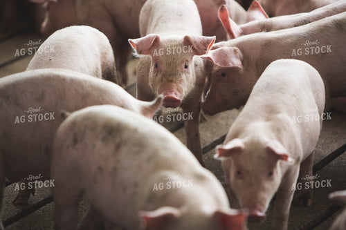 Piglets in Modern Barn 3884