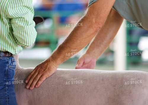 Showing Goats 160148