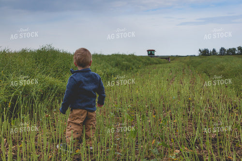 Farm Kid Watching Harvest 138123