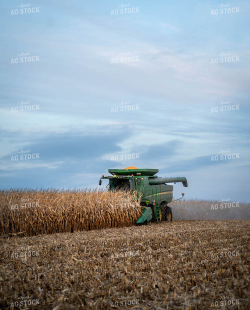 Corn Harvest 185070