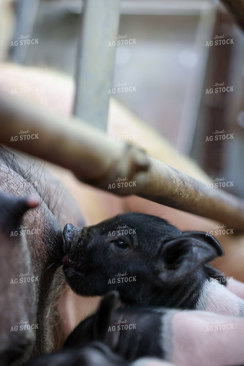 Piglet Nursing 160387