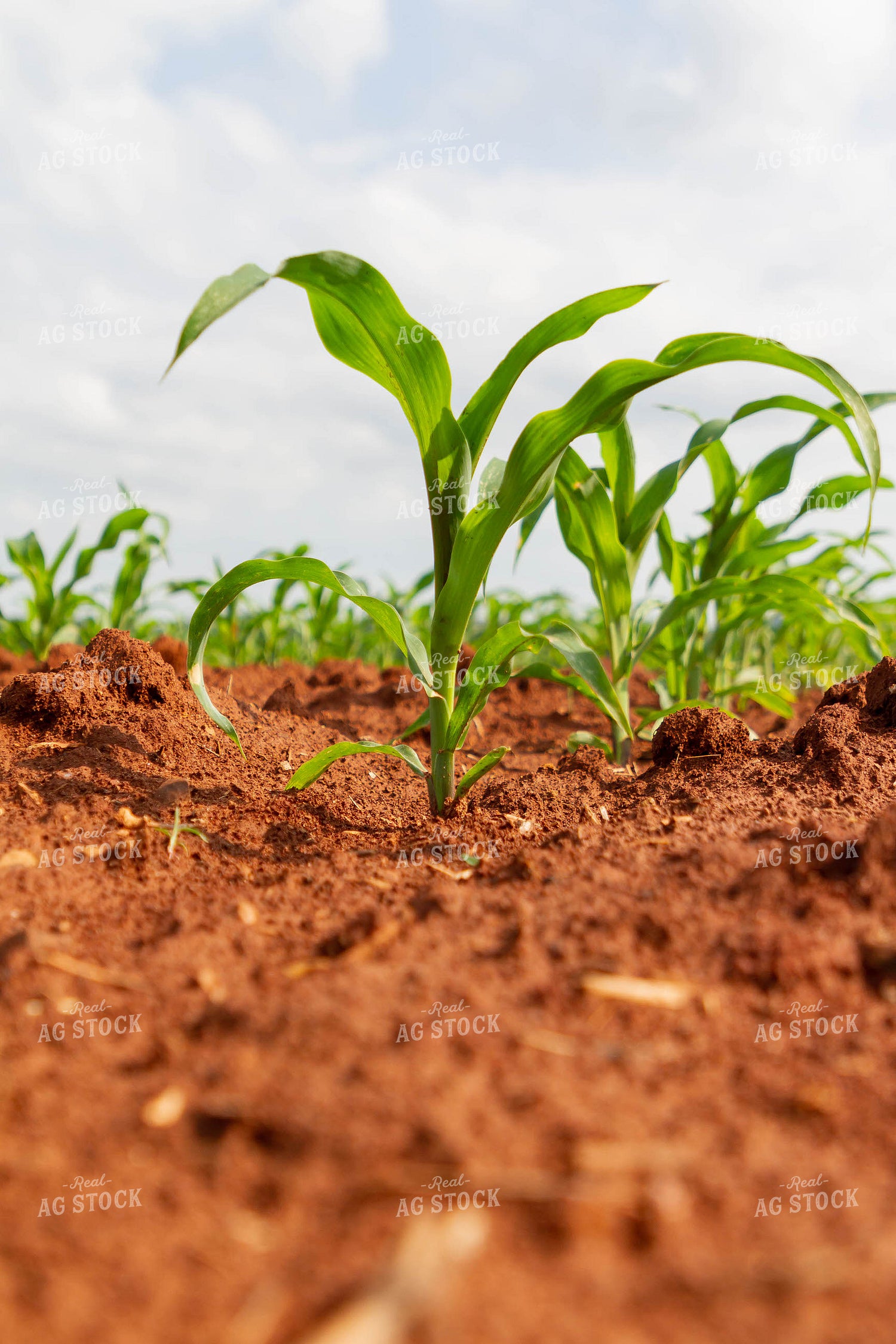 Early Growth Corn Plants 79283