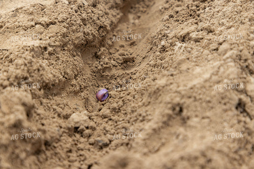 Planted Seed 79599