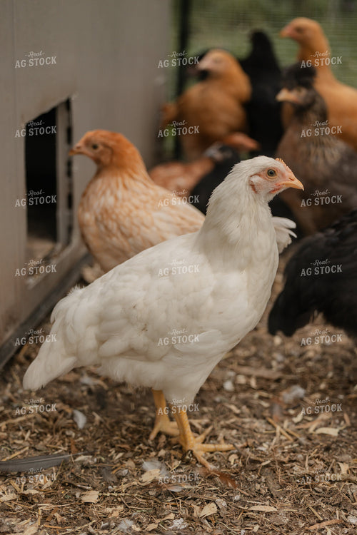 Pullet Laying Chickens 104075