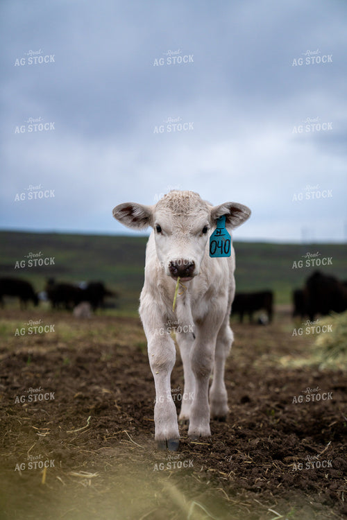 Young White Calf Grazing on Rural Pasture During Cloudy Day 65334