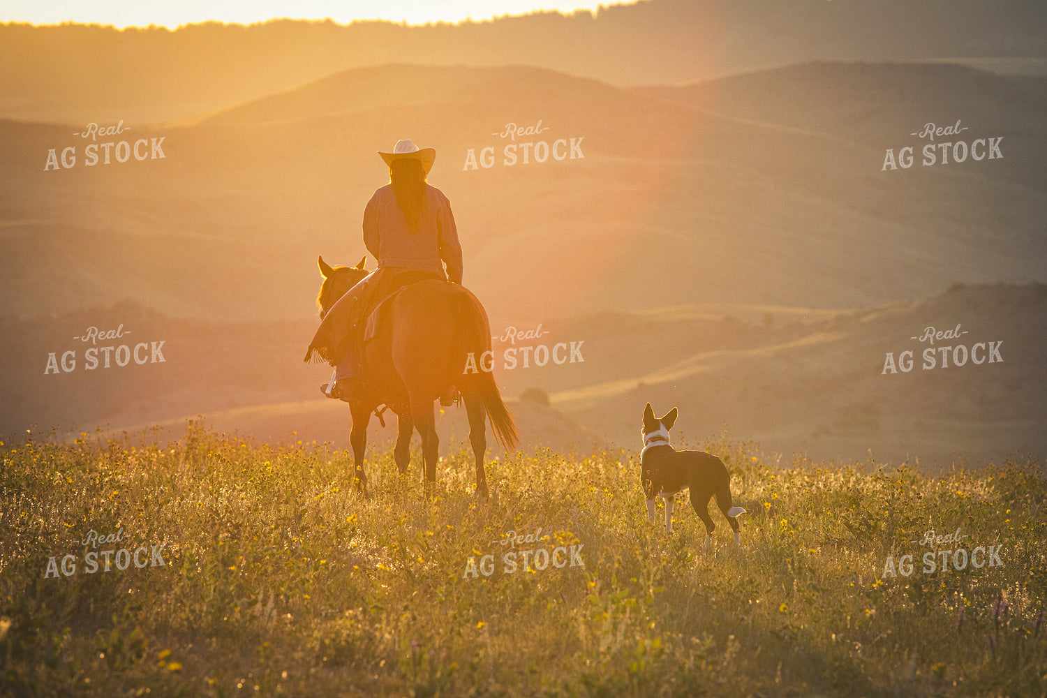 Cowgirl on Horseback 290052