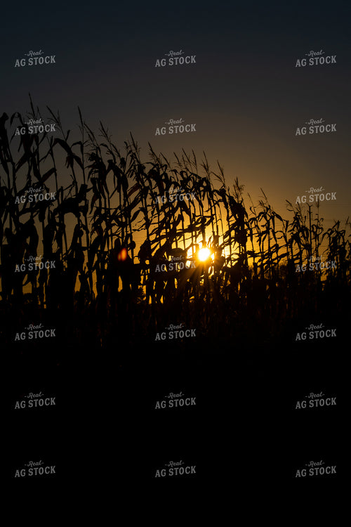 Cornstalk Silhouette 50011