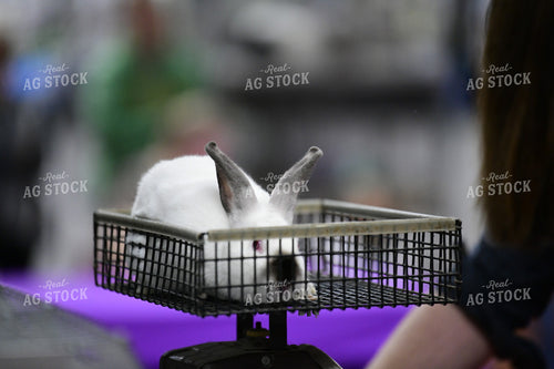 Rabbit and Cavy Showing 107009