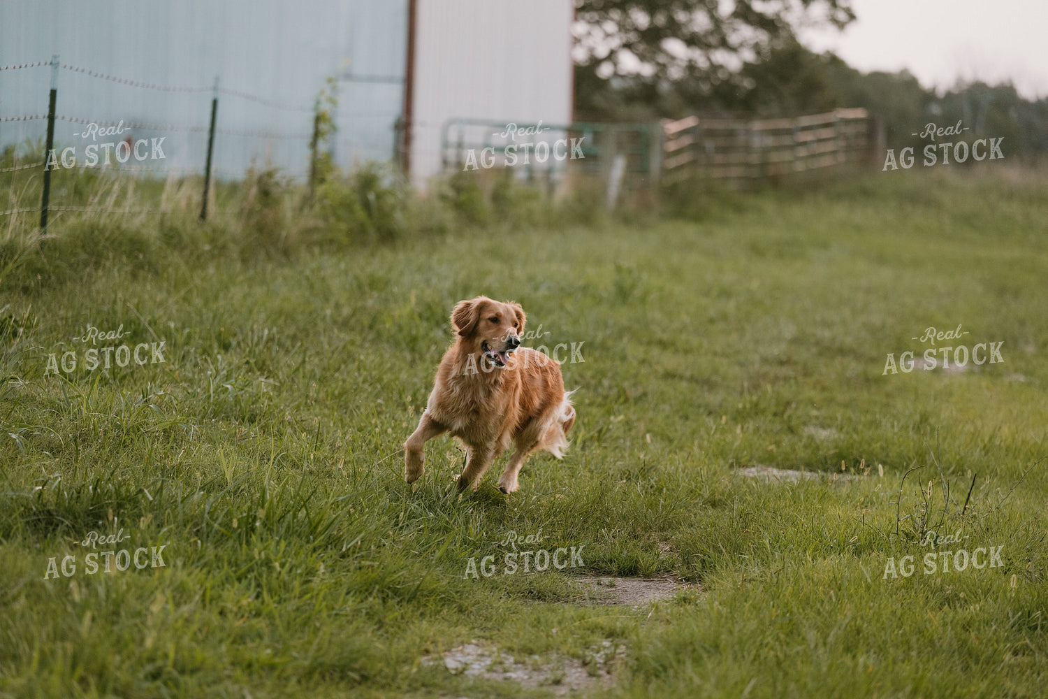 Farm Dog 125389