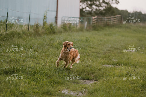 Farm Dog 125389