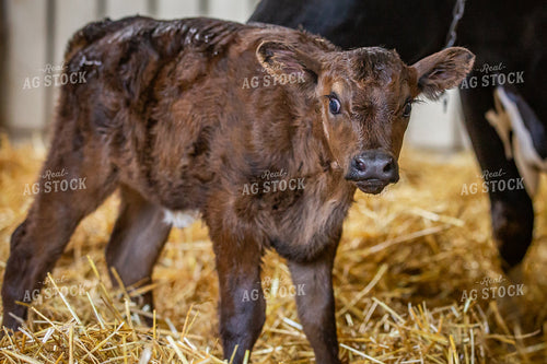 Beef on Dairy Calf 270423