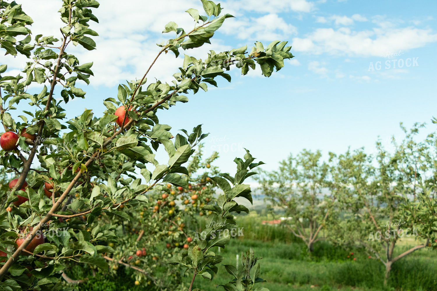 Apples 60086