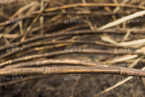 Burnt Sugar Cane Field for Harvest 7358