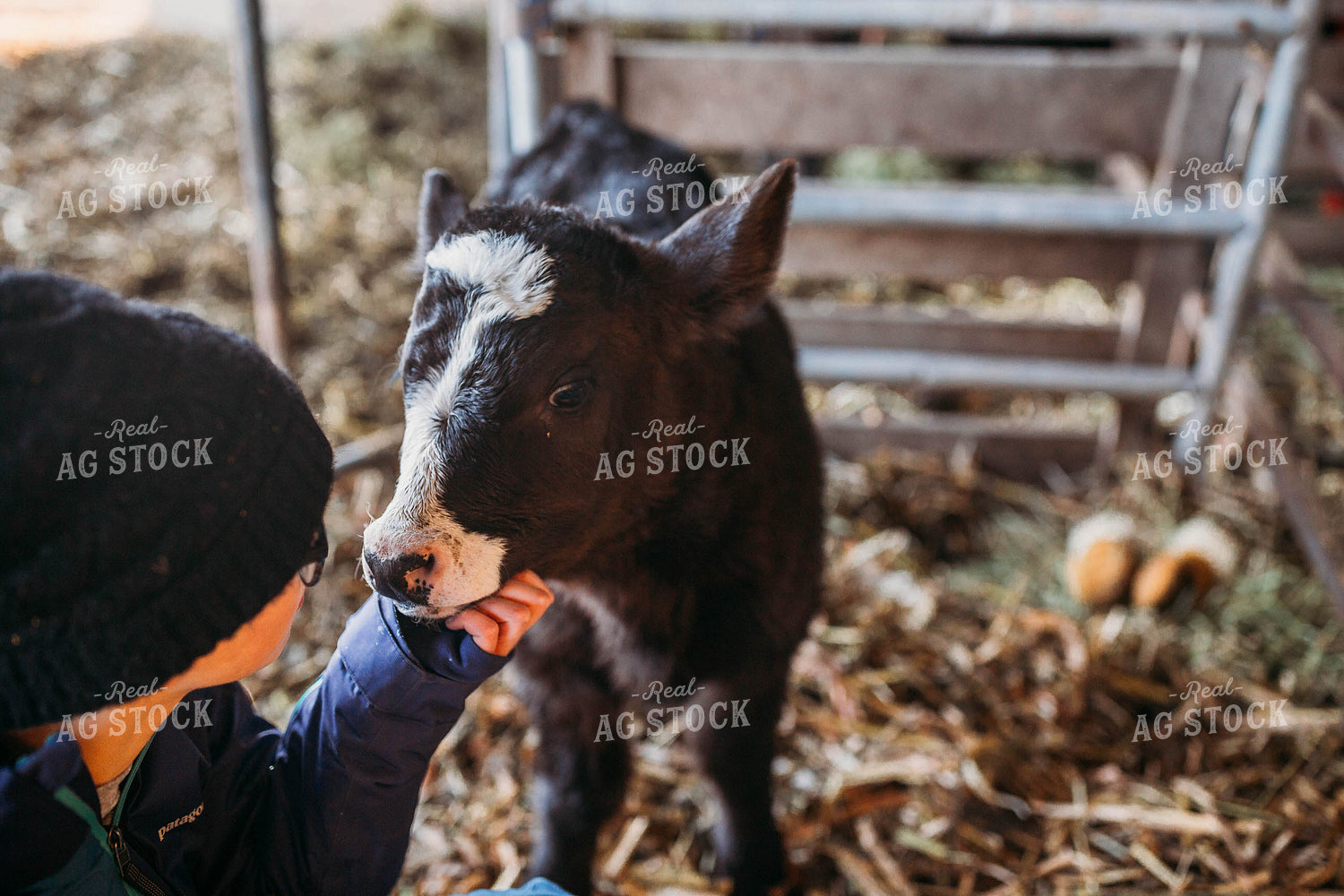Farm Kid with Black Baldy Calf 174022