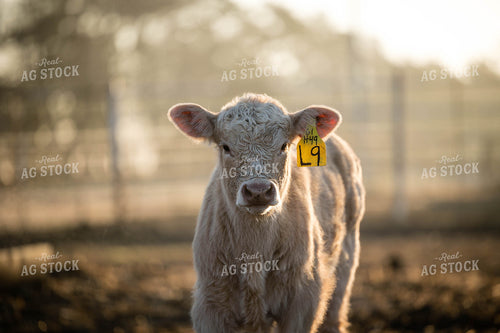 Charolais Cattle 219088