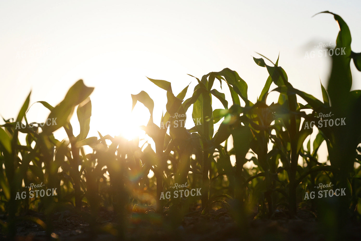 Early Growth Corn Field 129146