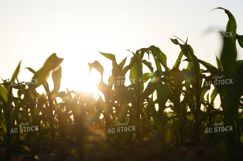 Early Growth Corn Field 129146