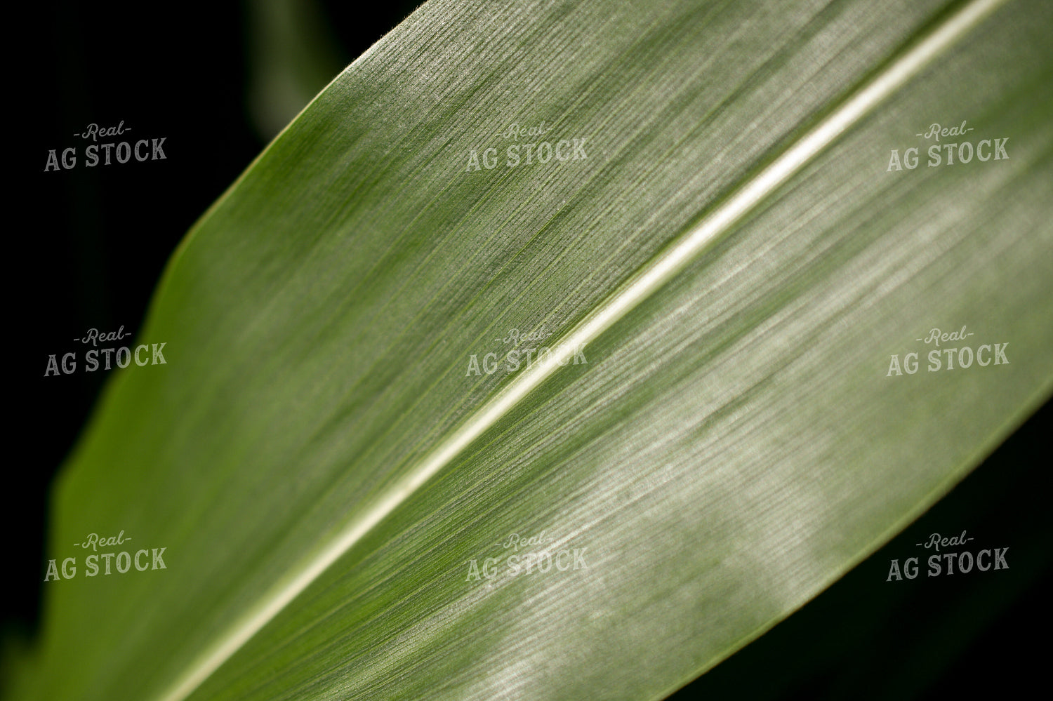 Corn Leaf 191189