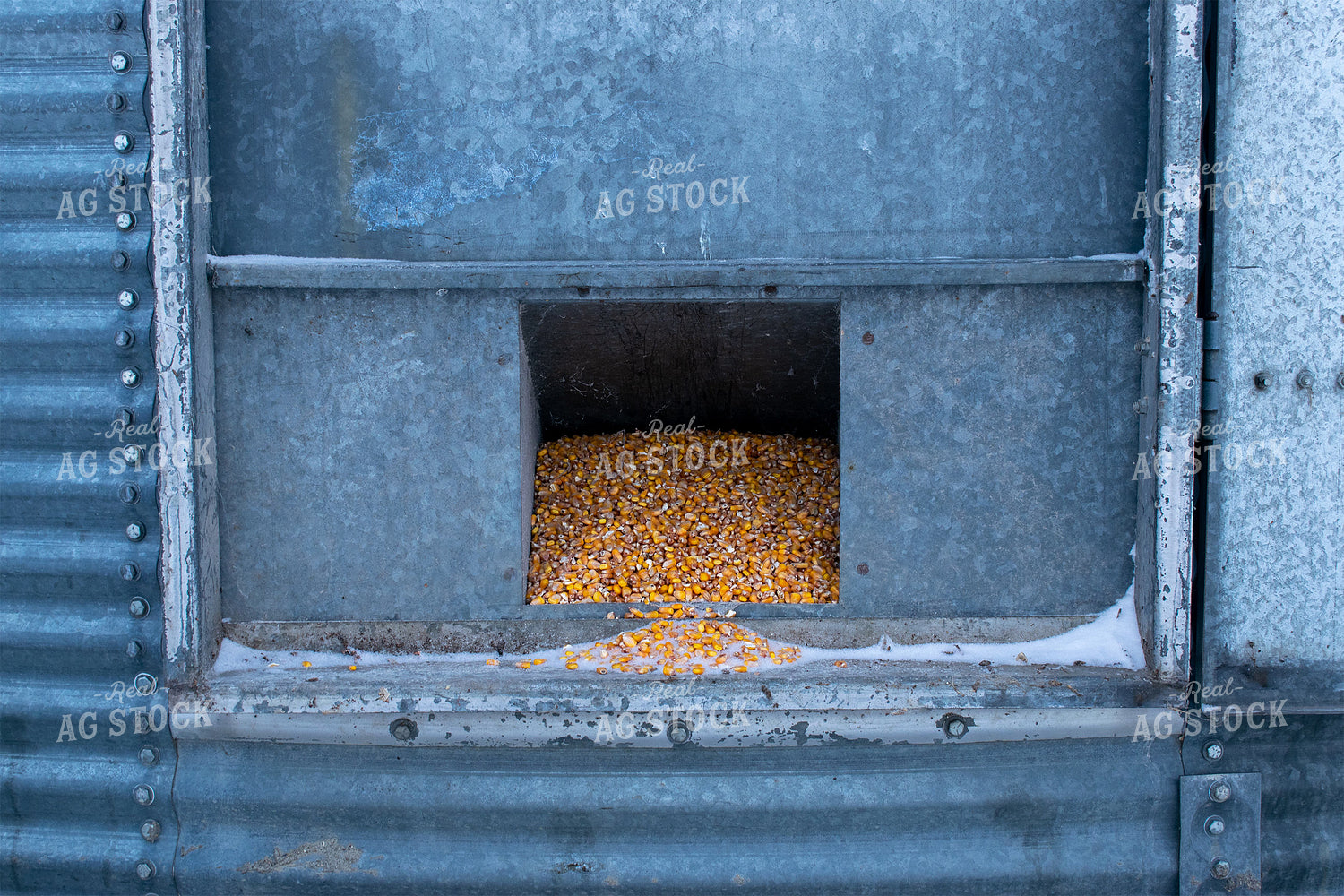 Corn in Grain Bin 50021