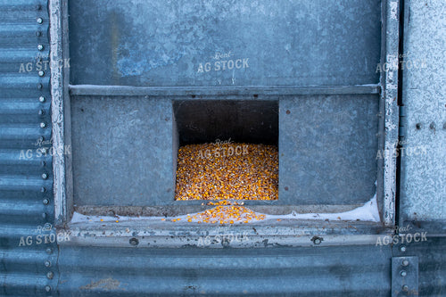 Corn in Grain Bin 50021