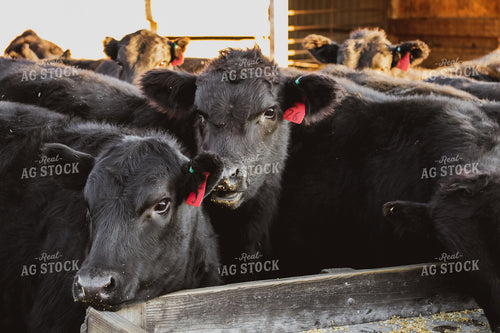 Angus Cattle Eating in Pen 67035