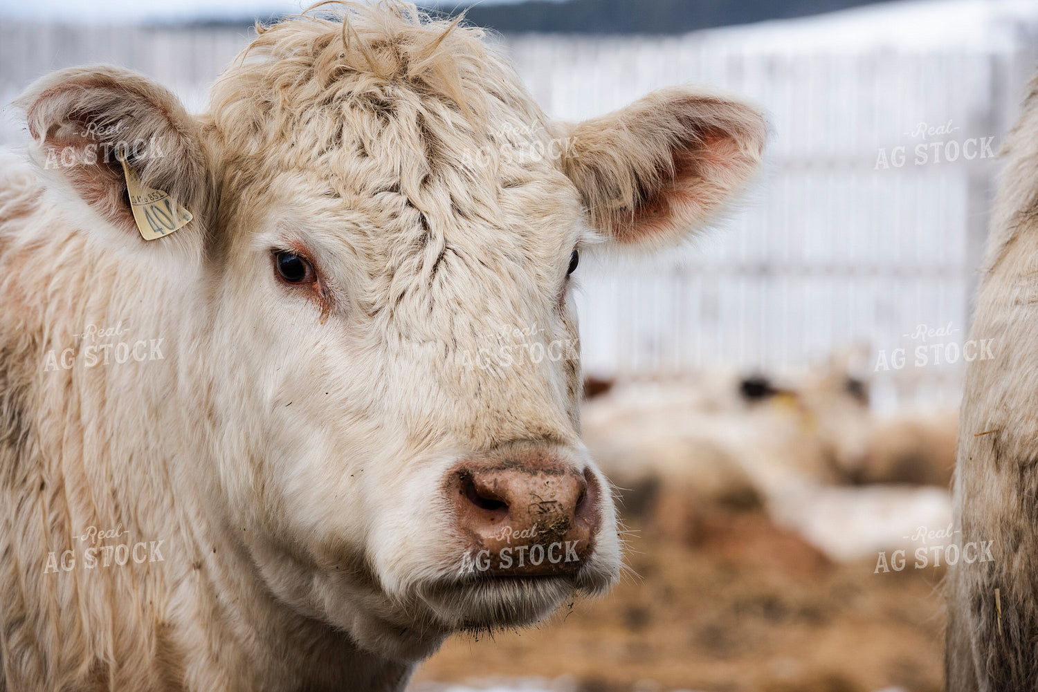 Simmental Cattle 195025