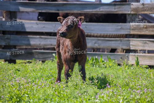 Calf on Pasture 261106
