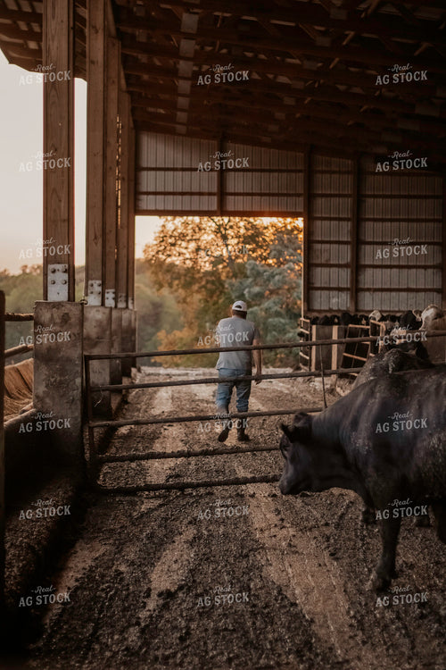 Farmer Working in Cattle Barn 108020