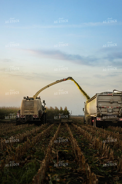 Chopping Corn Silage 152985