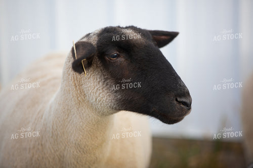 Sheep Head 90071