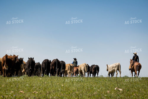 Rancher on Horseback Herding Cattle 219083