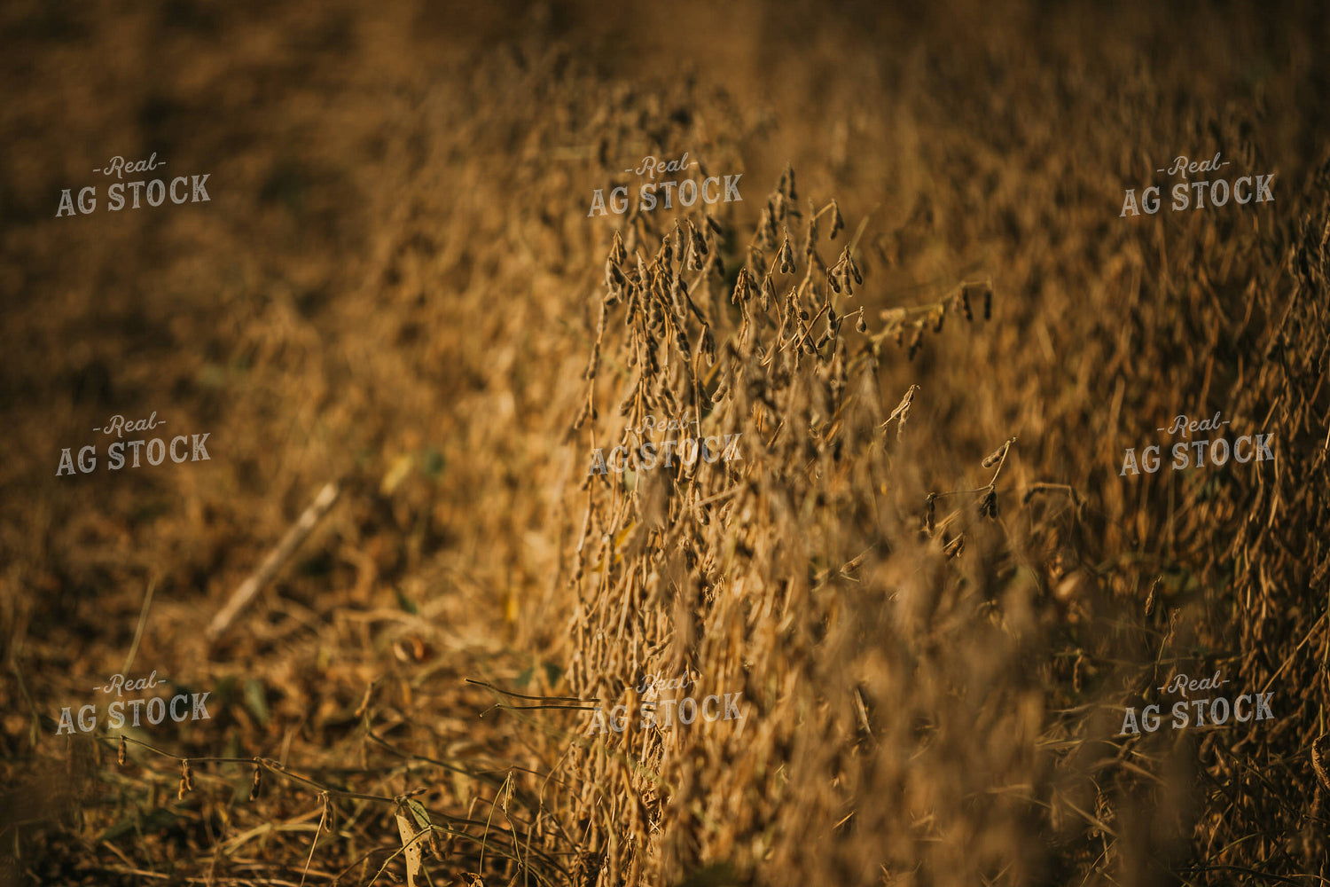 Golden Hour Soybean Plants and Pods 4769