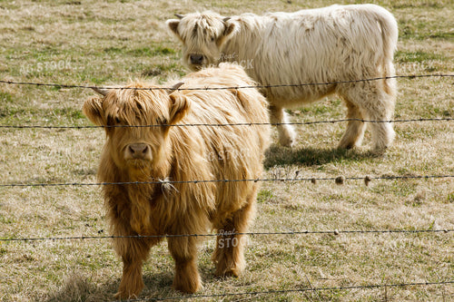 Highland Cattle on Pasture 145064
