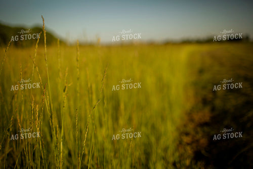 Cutting Hay 4932