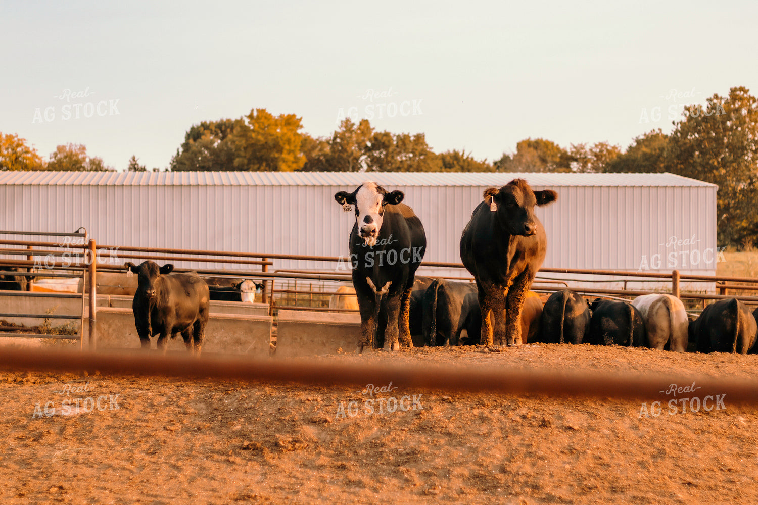 Cattle in Farmyard 108014