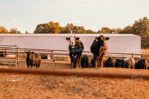 Cattle in Farmyard 108014