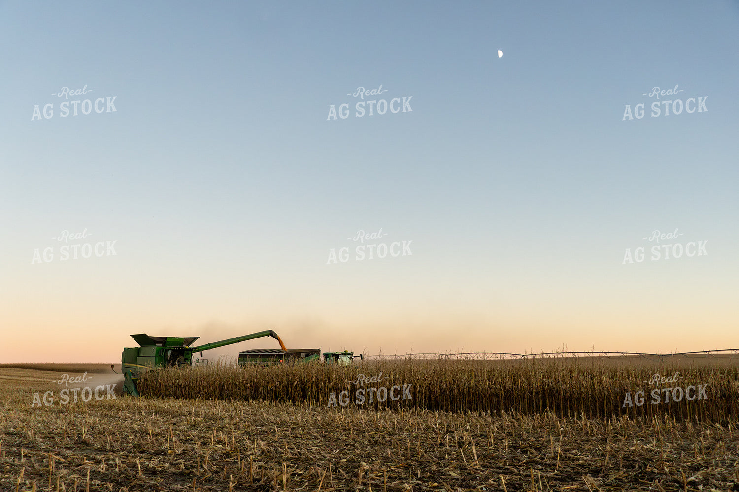 Corn Harvest 65544