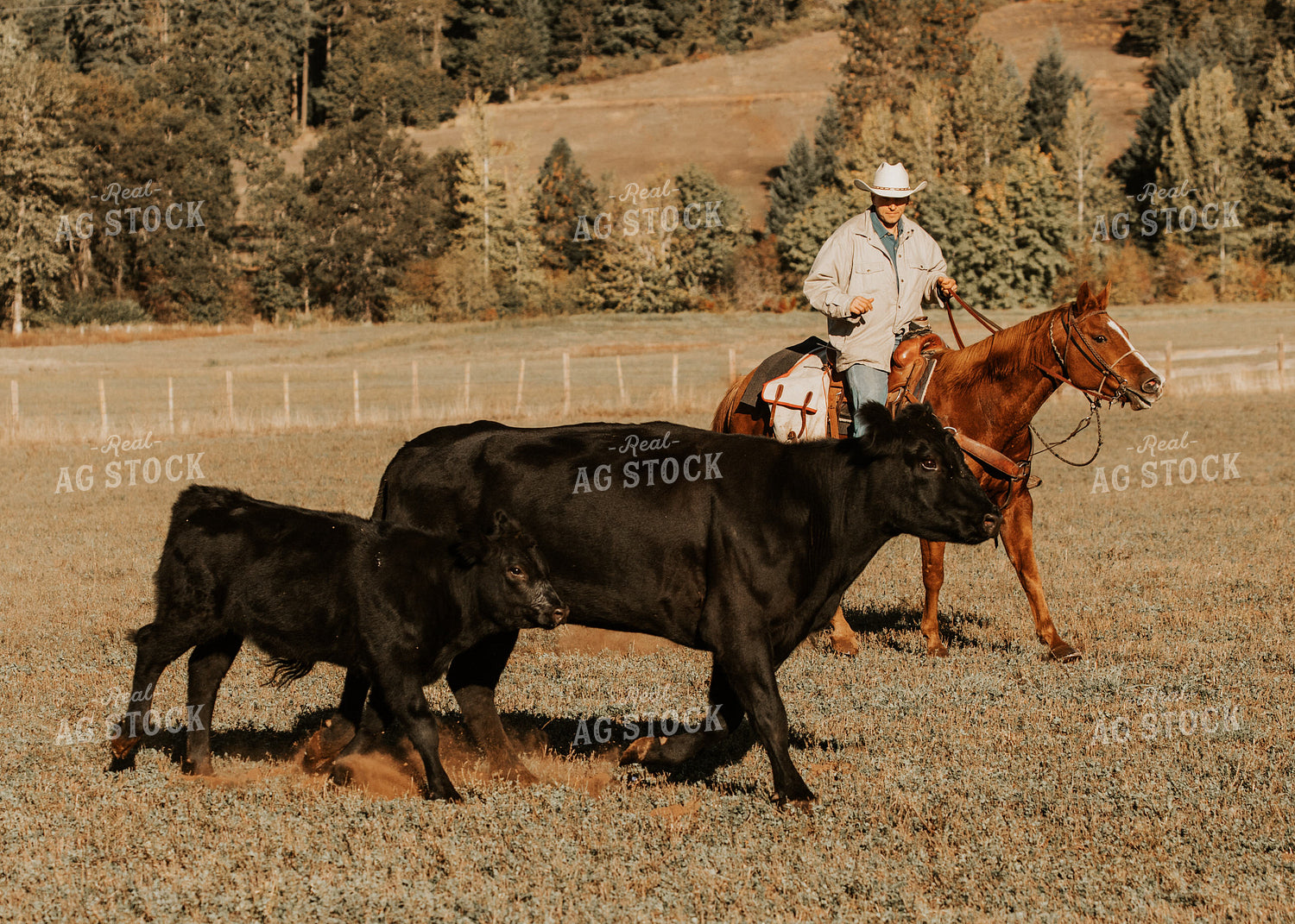 Ranchers on Horseback with Cattle 66064