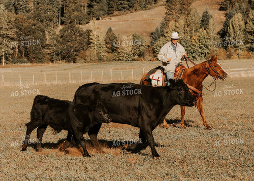 Ranchers on Horseback with Cattle 66064