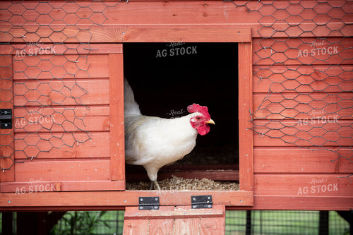 Chicken in Coop 90085