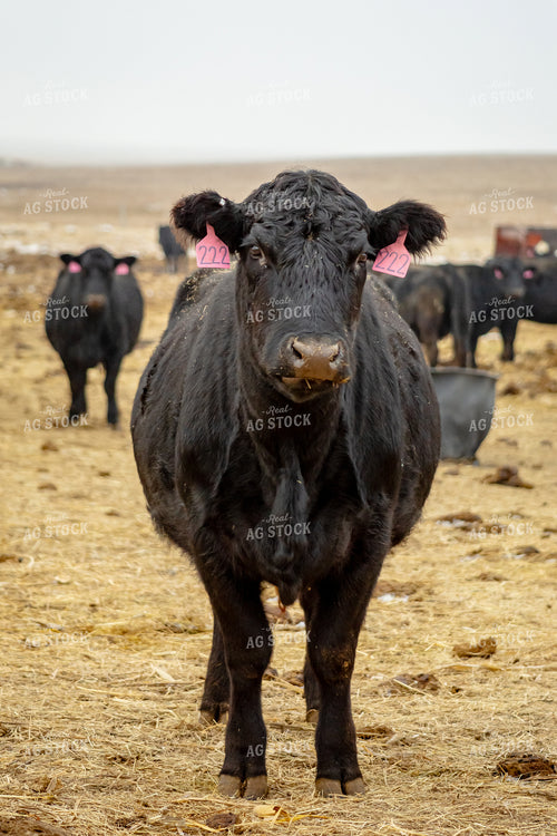 Angus Cow 155334