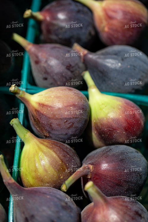 Figs 276019