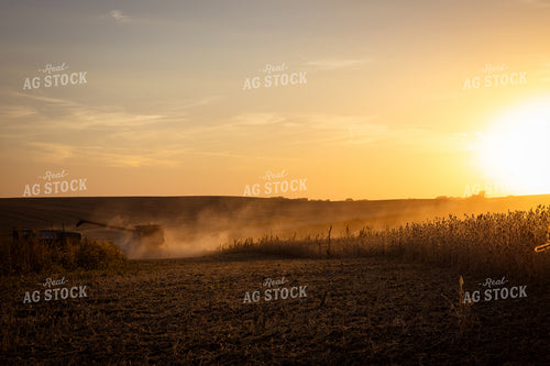 Soybean Harvest 67958