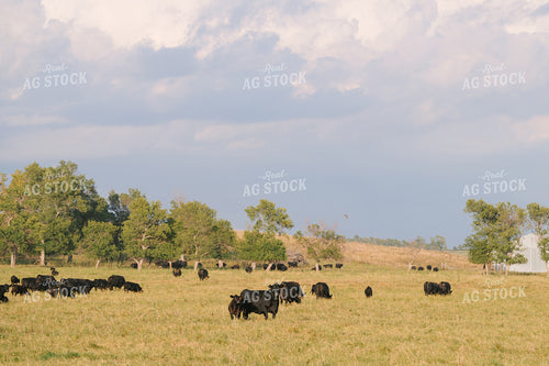 Black Angus Cattle on Pasture 68286