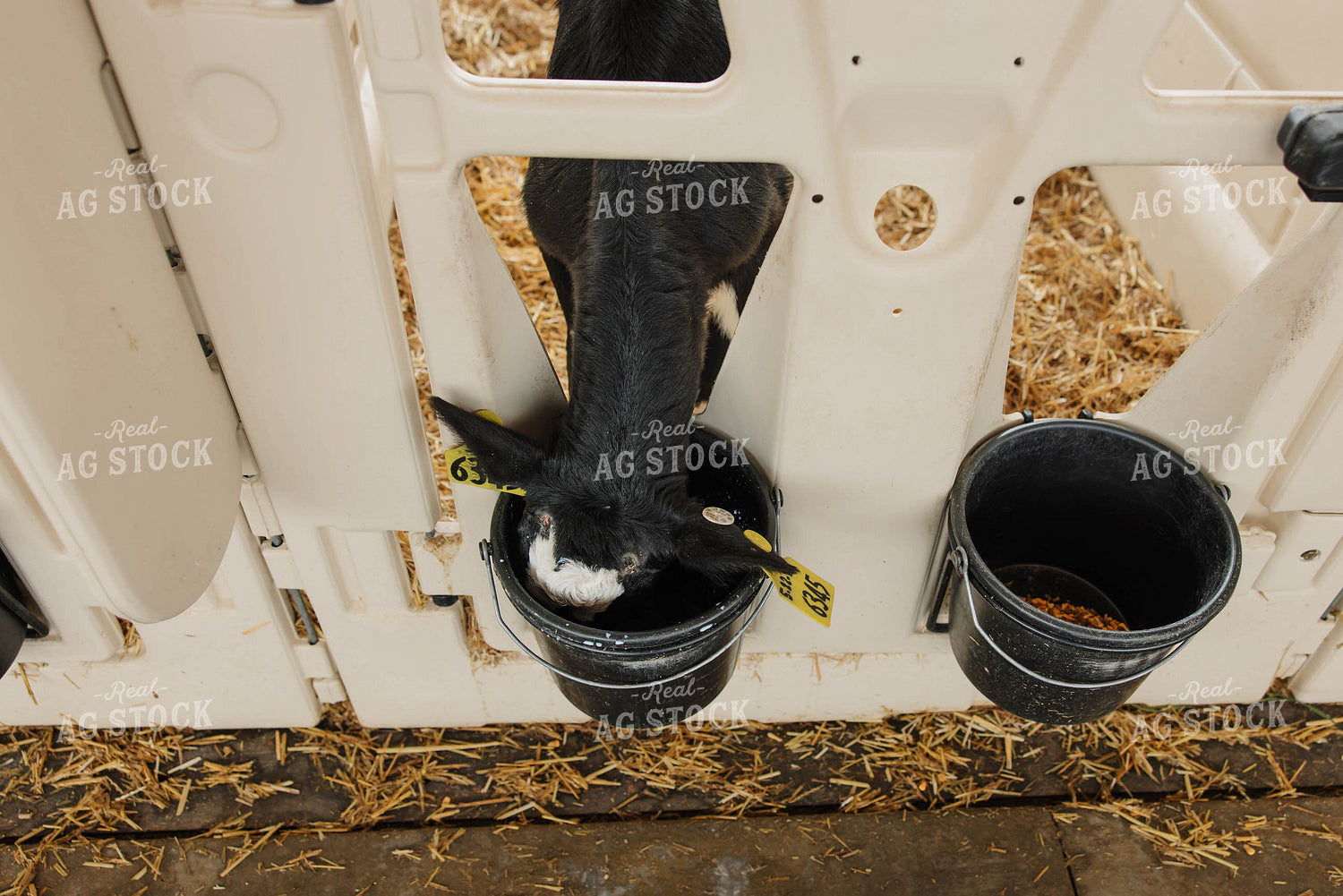 Calf Drinking from Bucket 152780