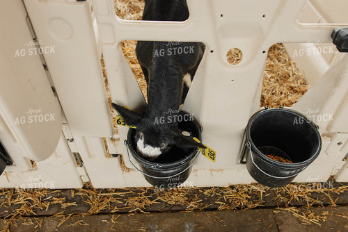 Calf Drinking from Bucket 152780