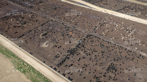 Cattle Feedlot Drone 56452